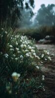White Wildflowers Bloom Along a Misty Trail in a Serene Natural Setting photo