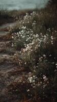 White Wildflowers Bloom Along a Misty Trail in a Serene Natural Setting. photo