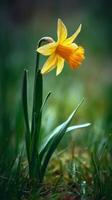 Bright Yellow Daffodil Blooming in a Lush Green Garden During Springtime photo