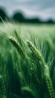 Close-up View of Green Wheat Stalks Swaying in the Gentle Breeze on a Cloudy Day photo