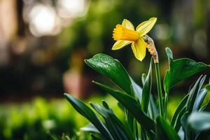 Bright Yellow Daffodil Blooming in a Lush Garden During Springtime photo