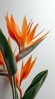 Vibrant Bird of Paradise Flowers in Front of a Smooth Gray Backdrop During Daylight. photo