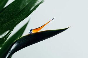 Lush Green Leaves of a Tropical Plant Against a Light Background Creating a Calming Atmosphere. photo