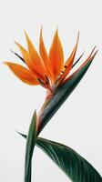 Bright Orange Bird of Paradise Flower Standing Elegantly Against a White Background photo