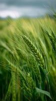 Wheat Field in Early Morning Light With Dew Glistening on Stalks Near Farmland. photo