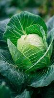 Fresh Green Cabbage With Dew Drops in a Lush Garden During Early Morning Light. photo