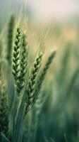 Close-up View of Green Wheat Stalks Swaying in the Gentle Breeze on a Cloudy Day. photo