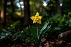 Bright Yellow Daffodil Blooming in a Lush Garden During Springtime. photo
