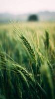 Wheat Field in Early Morning Light With Dew Glistening on Stalks Near Farmland photo