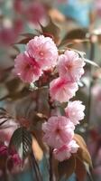 Cherry Blossoms Bloom in Spring, Showcasing Delicate Pink Petals Against a Blurred Green Backdrop. photo
