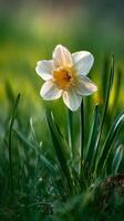 Beautiful Daffodils Blooming in a Misty Garden During Early Morning Light. photo