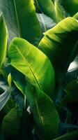 Lush Green Leaves Illuminated by Sunlight in a Vibrant Tropical Garden Setting. photo