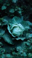 Fresh Green Cabbage Growing in a Lush Garden Surrounded by Vibrant Leaves photo