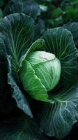 Fresh Green Cabbage Growing in a Lush Garden Surrounded by Vibrant Leaves. photo