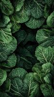 Fresh Green Cabbage Leaves Arranged in a Vibrant Display on a Farm During the Summer Season photo