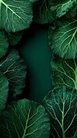Fresh Collard Green Leaves Arranged Beautifully in a Garden Setting. photo