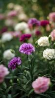 Vibrant Garden Filled With Colorful Carnations Blooming in Springtime Sunlight photo