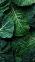 Fresh Collard Green Leaves Arranged Beautifully in a Garden Setting photo