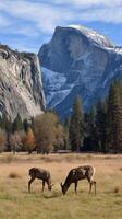 Majestic Elk Grazing in a Serene Meadow With Rocky Mountains in the Background During Autumn. photo