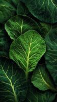 Fresh Green Cabbage Leaves Arranged in a Vibrant Display on a Farm During the Summer Season. photo