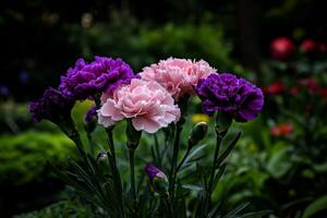 Colorful Carnation Flowers Blooming in a Lush Garden During Springtime photo