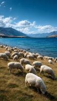 Flocks of Sheep Grazing by a Serene Lake Under a Blue Sky in a Mountainous Landscape photo