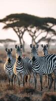 Zebras Grazing Under a Silhouette of Trees at Sunset in the African Savannah photo