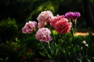 Beautiful Pink Flowers Blooming in a Lush Garden During the Daytime. photo