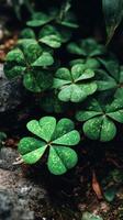 Green Clover Leaves With Texture in a Natural Environment photo