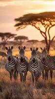 Zebras Grazing Under a Silhouette of Trees at Sunset in the African Savannah. photo