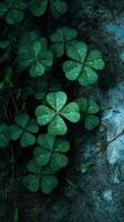 Green Clover Leaves With Texture in a Natural Environment. photo
