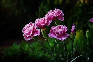 Colorful Carnation Flowers Blooming in a Lush Garden During Springtime. photo