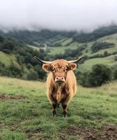 Highland Cow Stands in Misty Field With Rolling Hills in Background During Early Morning Light. photo