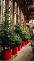 Lush Green Plants Arranged in Red Pots Along a Rustic Wooden Corridor in a Greenhouse photo