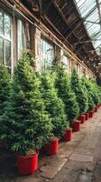 Lush Green Plants in Bright Red Pots Lining the Wooden Walkway of a Greenhouse. photo