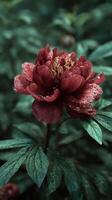 Beautiful Peony Flower With Raindrops in a Lush Garden Setting During Springtime. photo