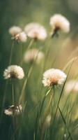 Delicate Dandelions Glowing Softly in Warm Sunlight on a Serene Afternoon photo