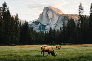 Majestic Elk Grazing in Yosemite Valley With Half Dome at Sunset photo