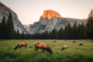 Elk Grazing in a Lush Meadow Against a Backdrop of Towering Mountains at Sunset. photo