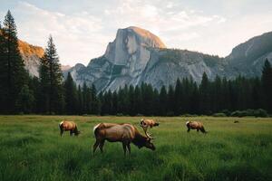 Majestic Elk Grazing in Yosemite Valley With Half Dome at Sunset. photo
