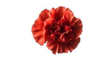 Bright Red Carnation Flower on a Plain White Background Showcasing Vibrant Petals and Delicate Details. photo