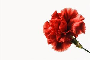 Bright Red Carnation Flower on a Plain White Background Showcasing Vibrant Petals and Delicate Details photo