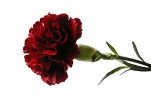 Dark Red Carnation Flower With Green Leaves Against a White Background in Close-Up. photo