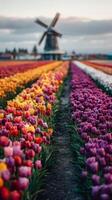 Colorful Tulip Fields With Windmill Under Cloudy Skies in Spring Season. photo