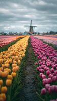 Colorful Tulip Fields in Spring With Windmill in the Background Capturing the Essence of the Landscape photo