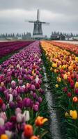 Colorful Tulip Fields With Windmill Under Cloudy Skies in Spring Season photo