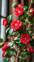 Colorful Red Camellia Flowers Blooming in Spring Garden Surrounded by Lush Green Leaves. photo