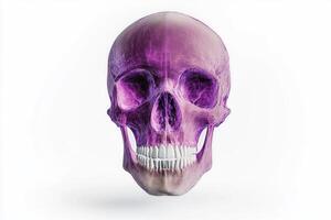 Detailed Skull Model With Purple Highlights Showcasing Human Anatomy and Structure photo