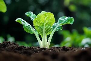 Fresh Romaine Lettuce Growing in Rich Soil Under Natural Sunlight in a Garden Setting. photo