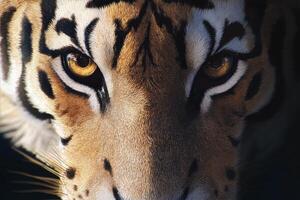 Majestic View of a Tiger Displaying Intense Gaze in the Wild at Sunset photo